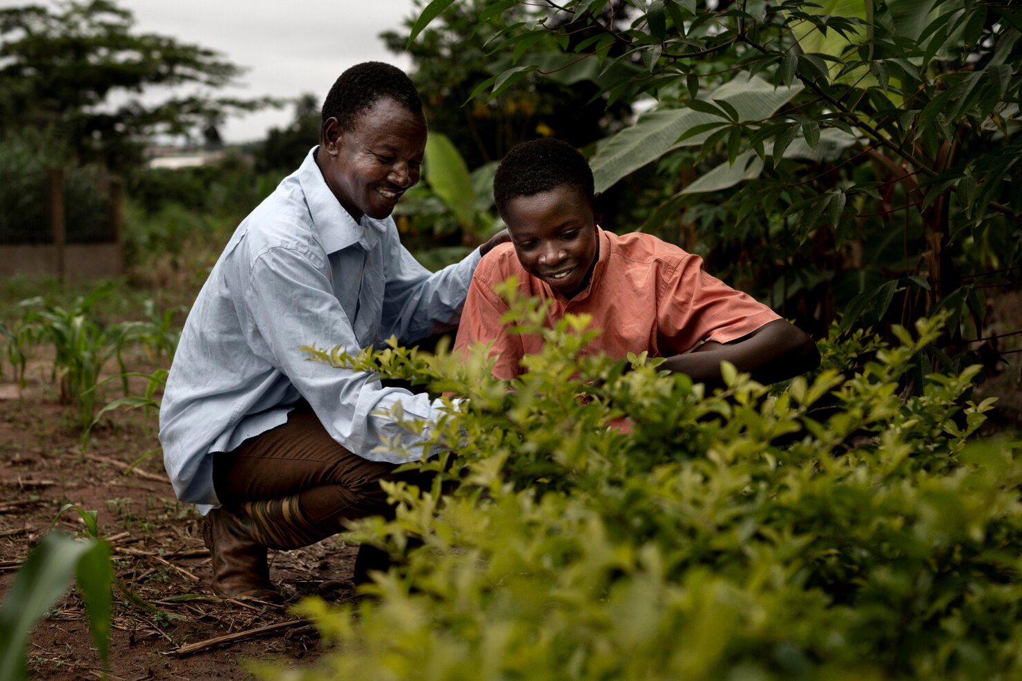 Conseil en Utilisation des Plantes Traditionnelles